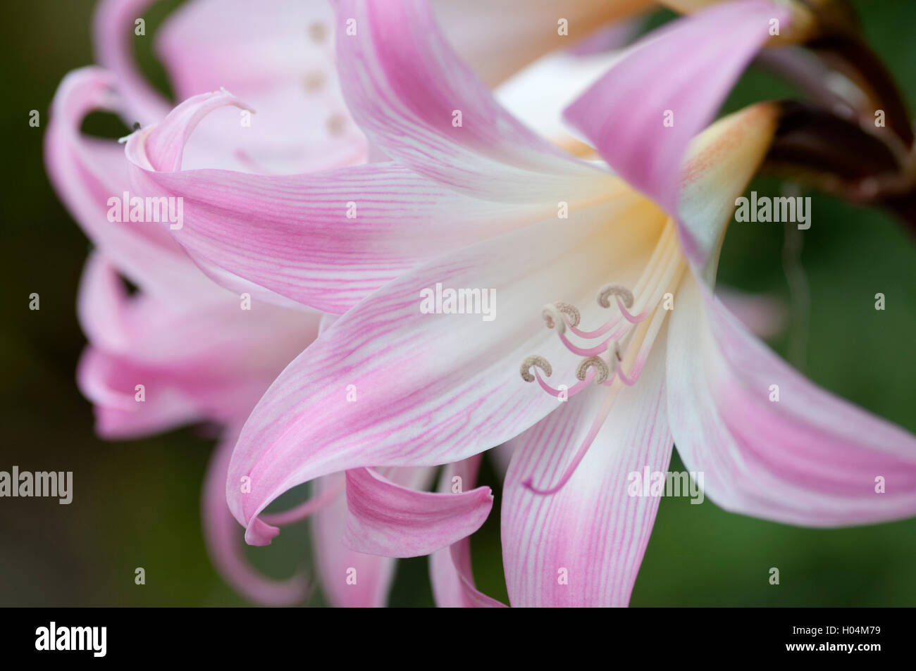 AMARYLLIS BELLADONNA Foto Stock