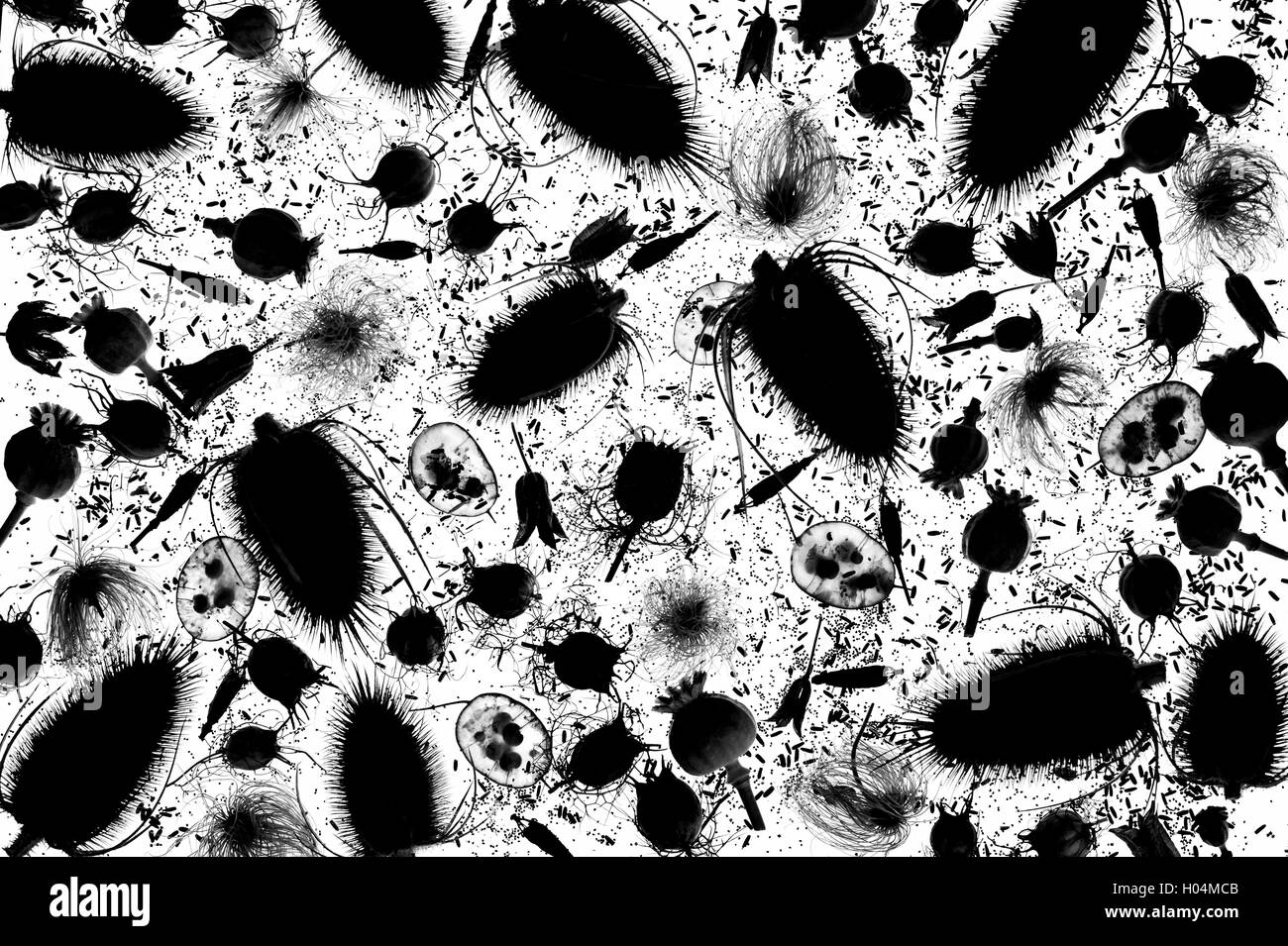 Semi di fiori e baccelli di semi di silhouette di pattern. In bianco e nero Foto Stock