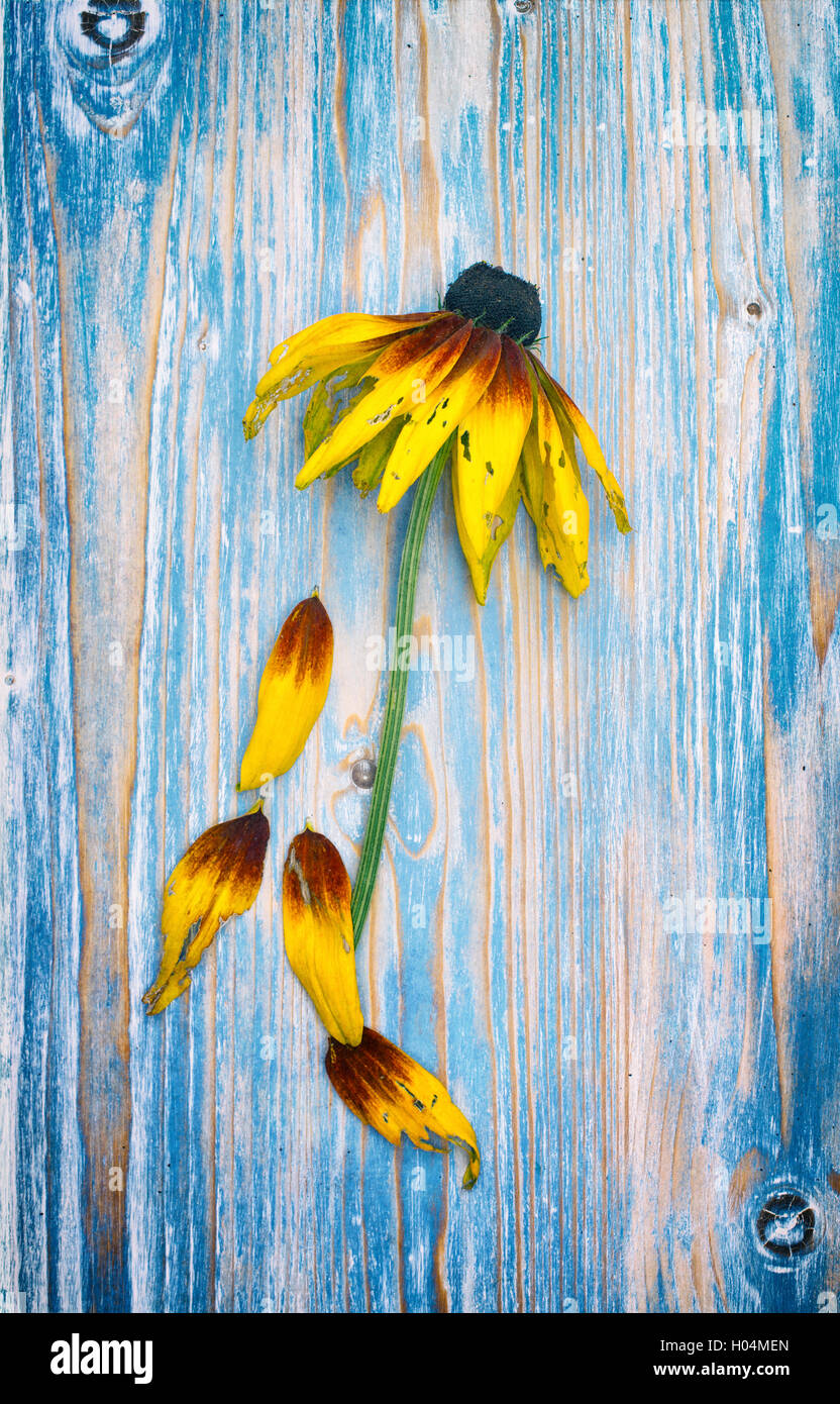 Trascorso rudbeckia fiore e petali su un dipinto di blu sullo sfondo di legno. Vintage filtro applicato Foto Stock