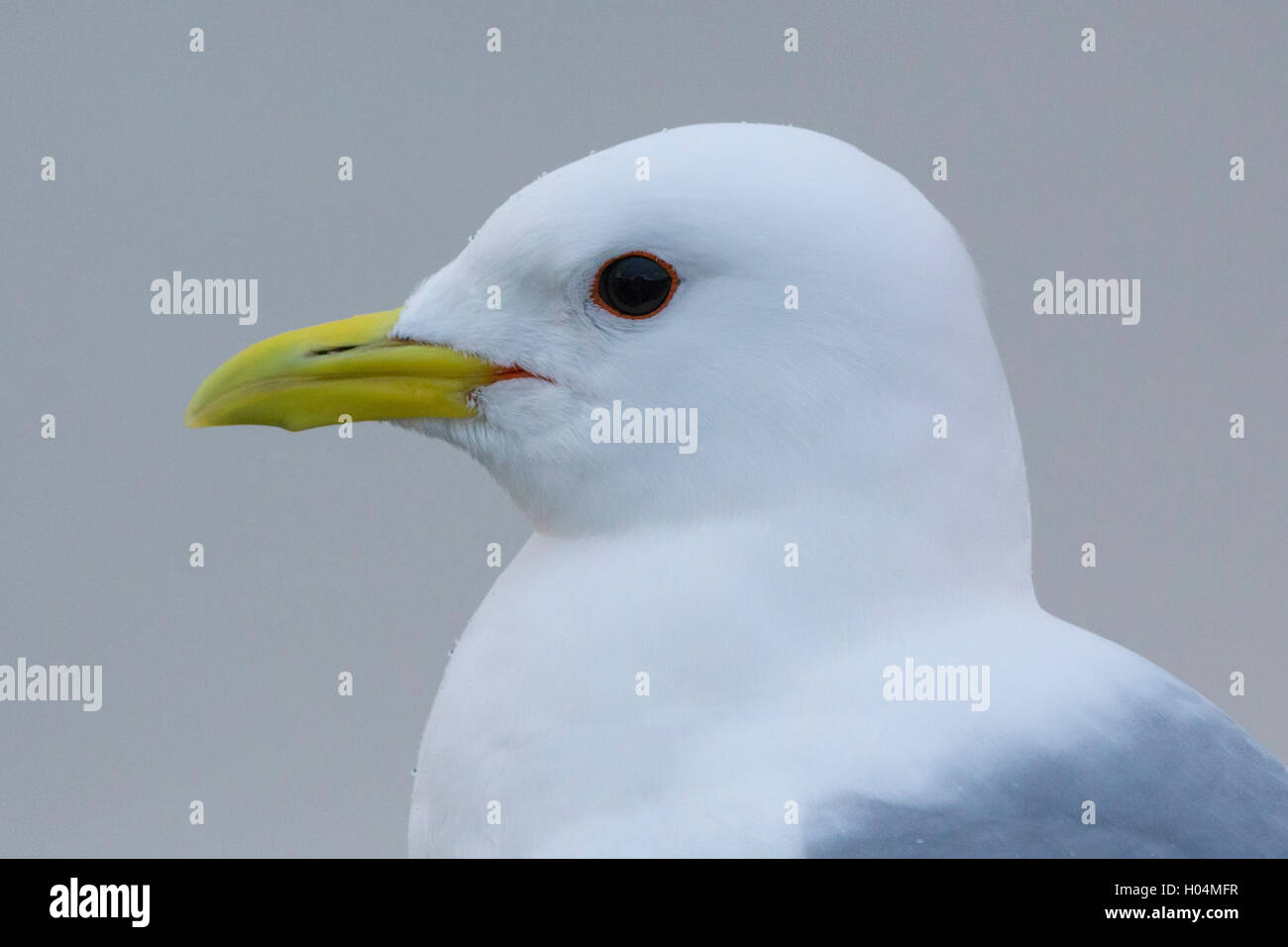 Mew Gull (Larus canus), Adulto close-up Foto Stock