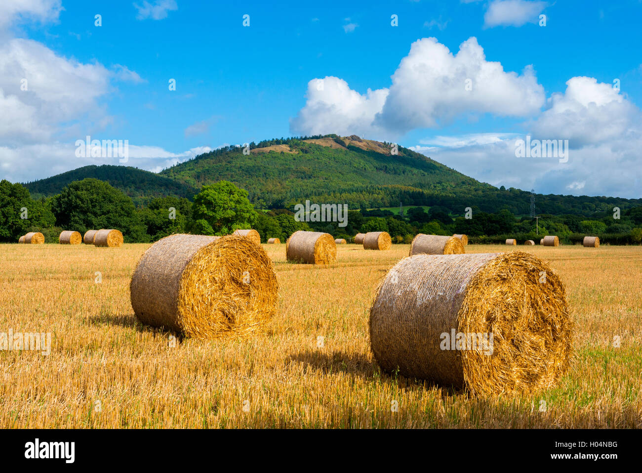 Tempo del raccolto al di sotto del Wrekin nello Shropshire, Inghilterra, Regno Unito. Foto Stock