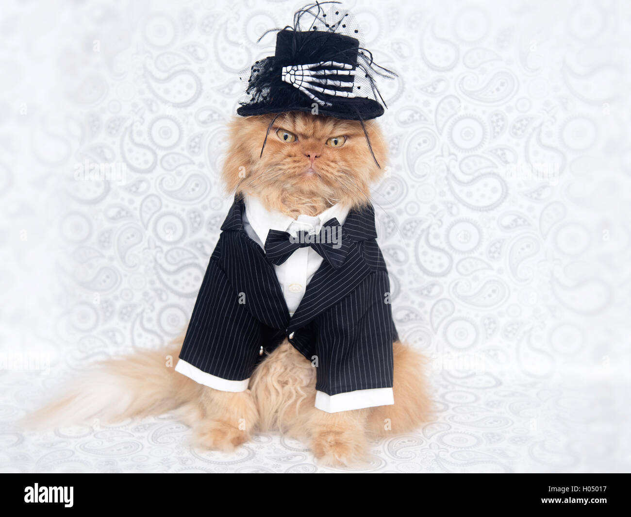 Gatto persiano indossando il costume di Halloween Foto Stock