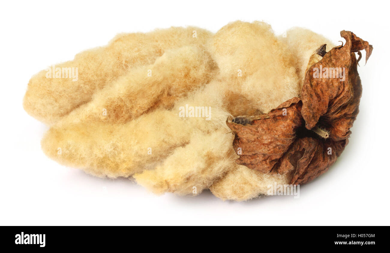 Cotone organico Foto Stock