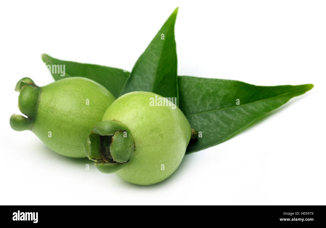 Golapjam del Bangladesh Foto Stock