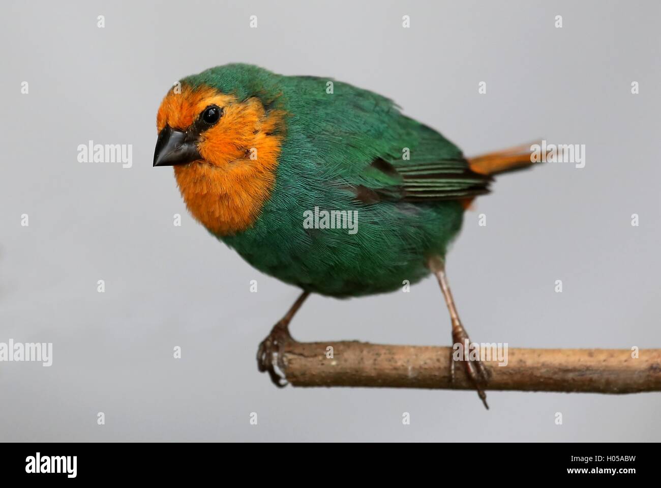 Mare pappagallo verde Finch Foto Stock
