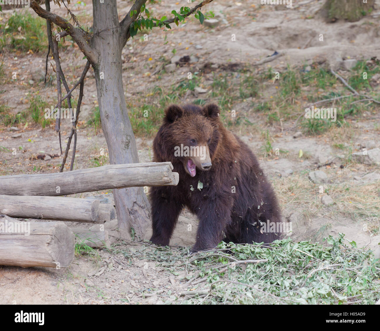 Grande Kamchatka orso bruno tra i sassi in legno Foto Stock