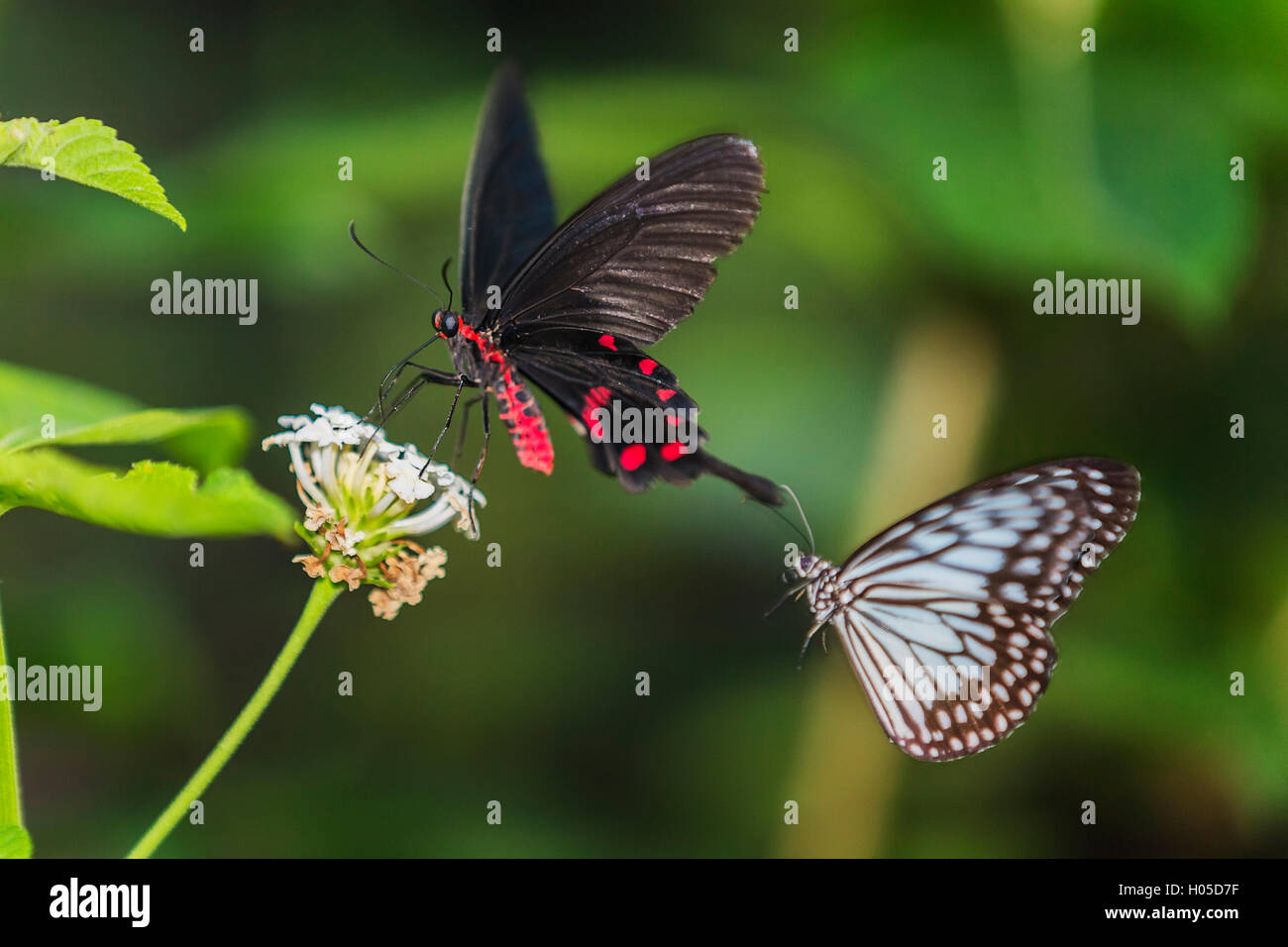 Scarlet coda forcuta Butterfly Papilio rumanzovia Asia Foto Stock