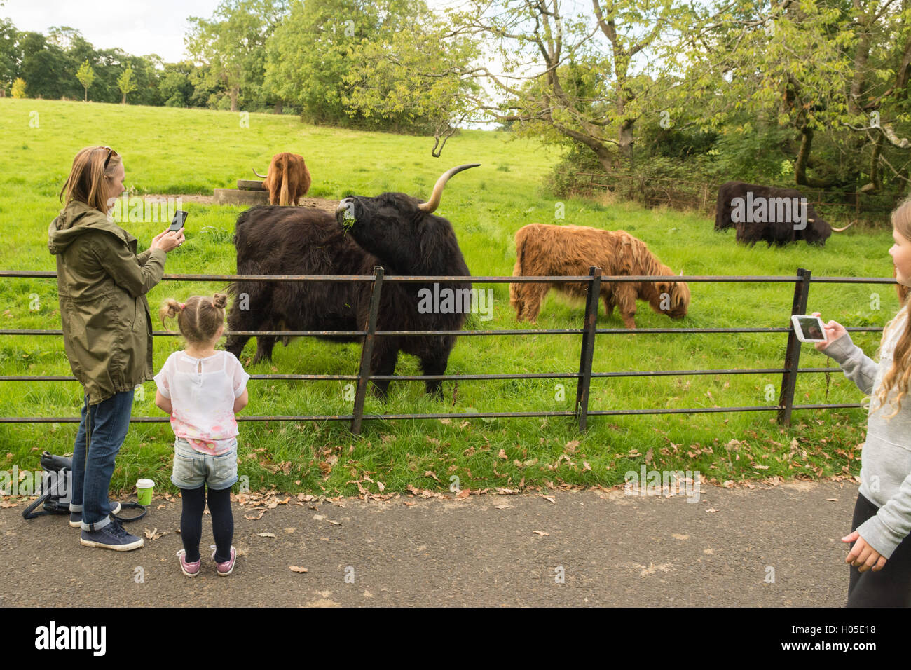 Il paddock di Highland bestiame al Pollok Country Park, Glasgow, Foto Stock