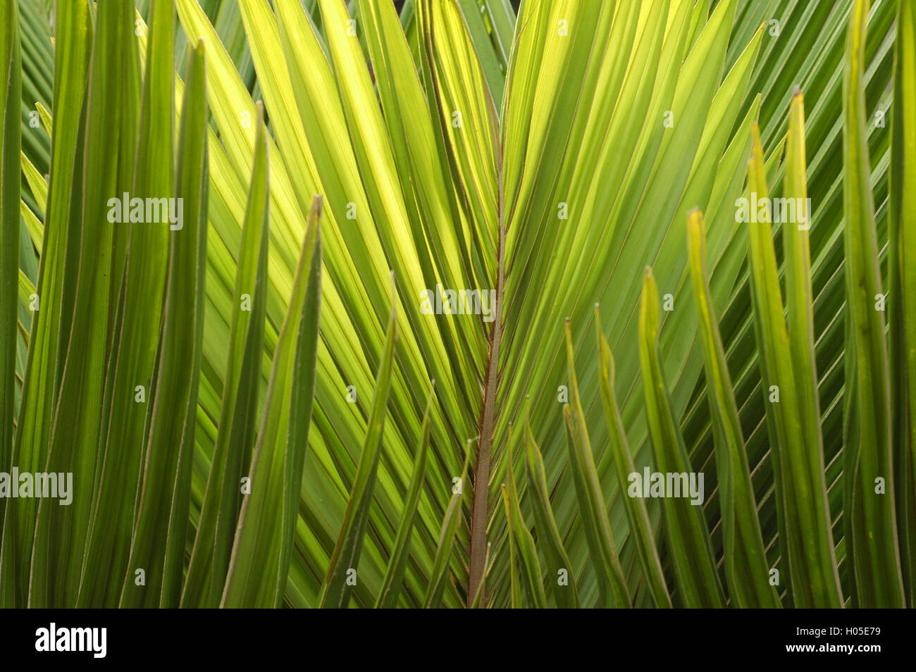 Motivo di rami di palma verde a strati Foto Stock