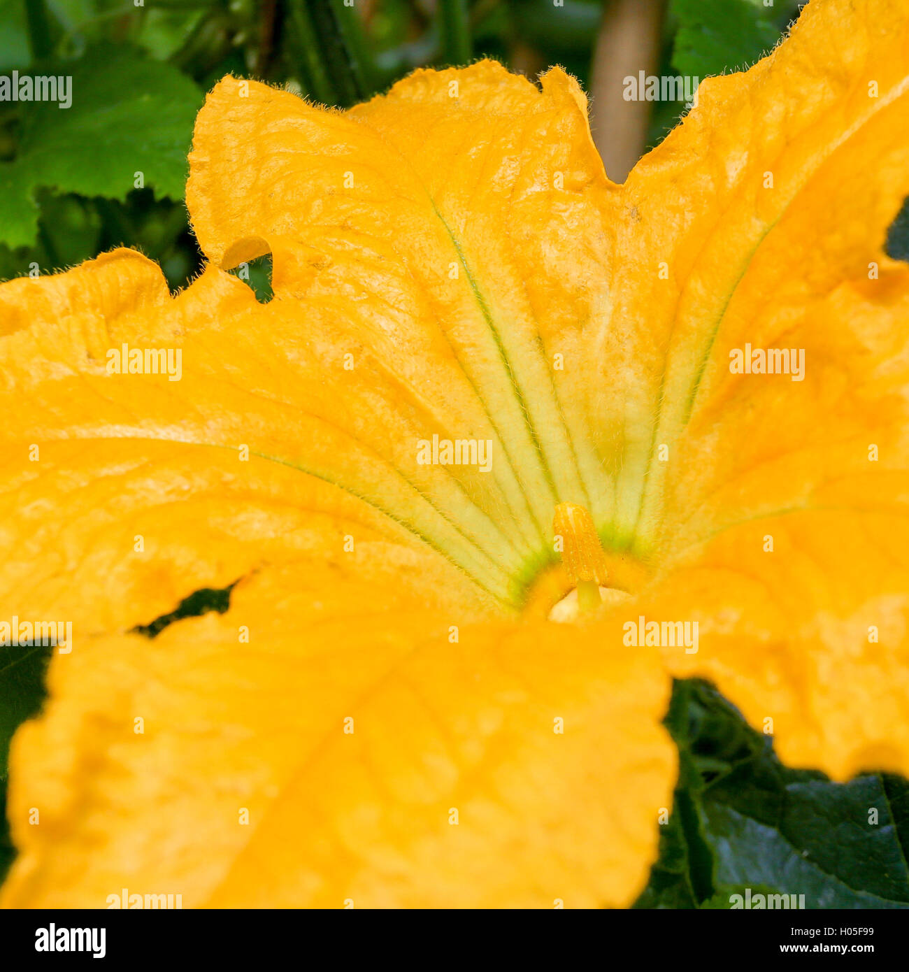 La zucchina fiore giallo di zucchine di midollo in un orto Foto Stock