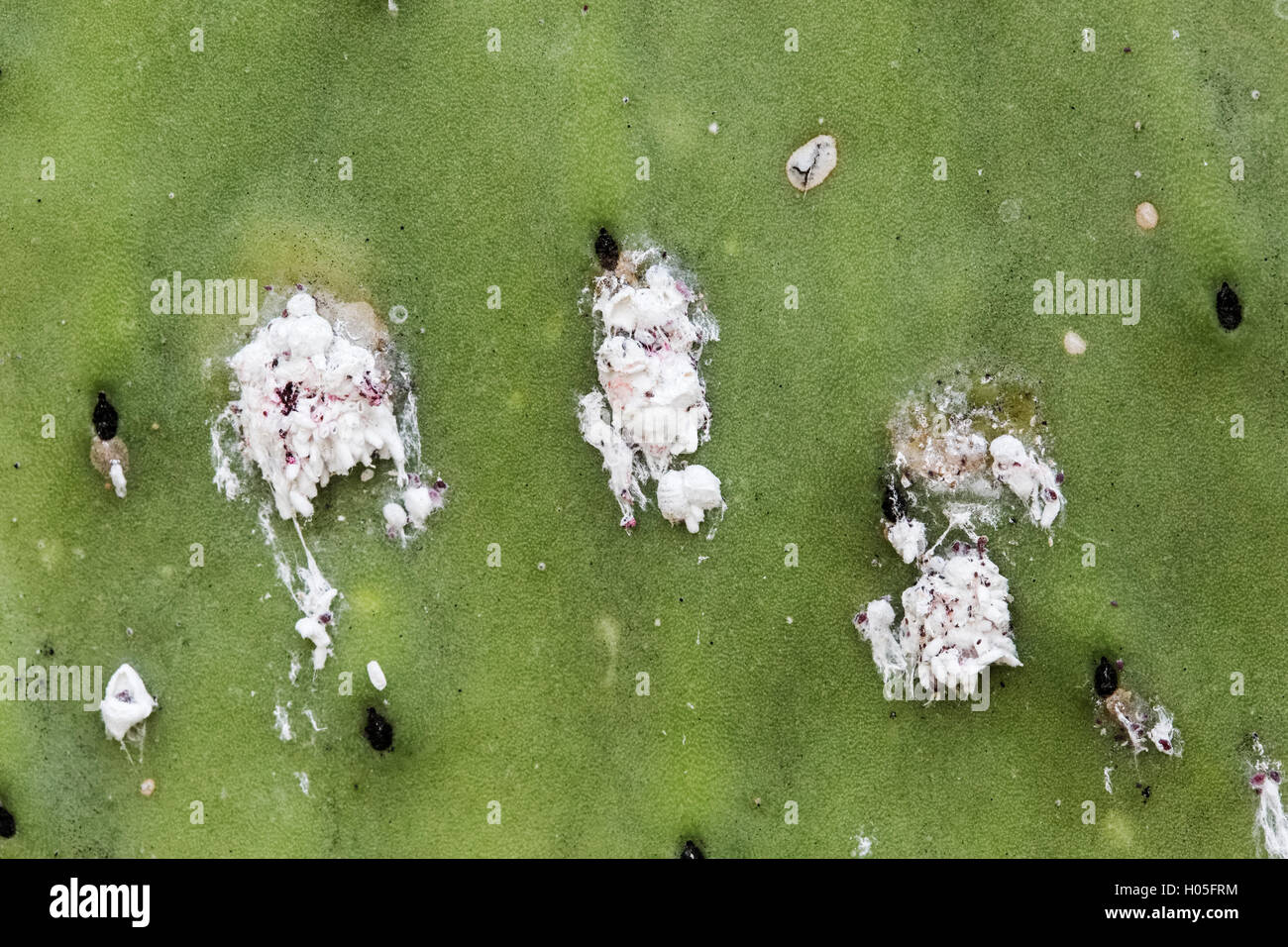 La cocciniglia bug sul ficodindia cactus pad. Queste sono insetto della famiglia Dactylopiidae e produrre un colorante rosso cremisi quando schiacciato. Foto Stock
