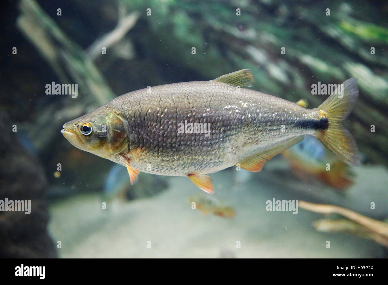 Pesci d'acqua dolce pesci amazzonia immagini e fotografie stock ad alta  risoluzione - Alamy