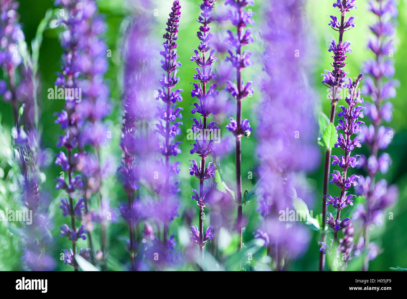 Primo piano immagine di Violetta Lavanda fiori nel campo Foto Stock