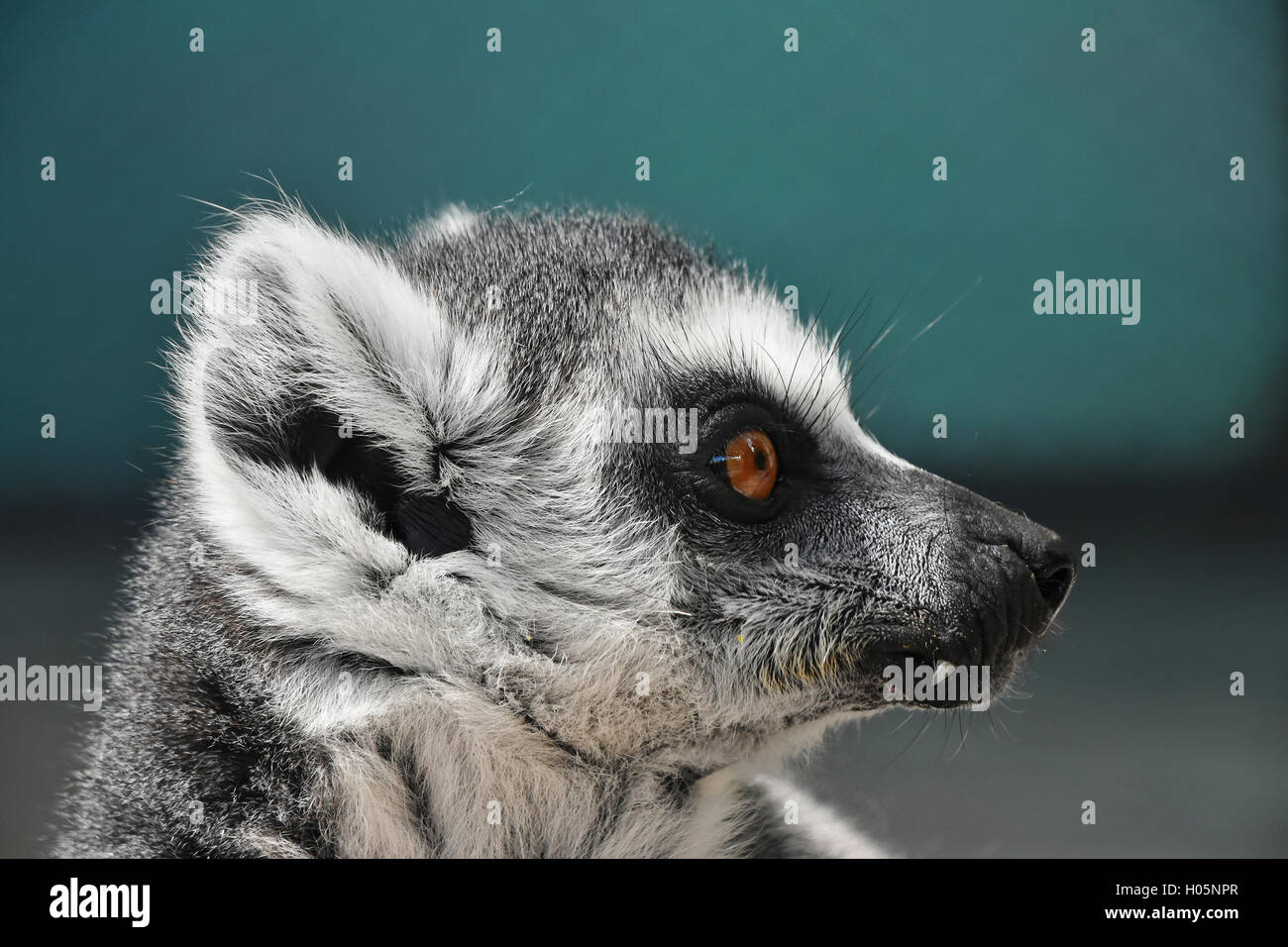 Gatto dalla coda ad anelli immagini e fotografie stock ad alta