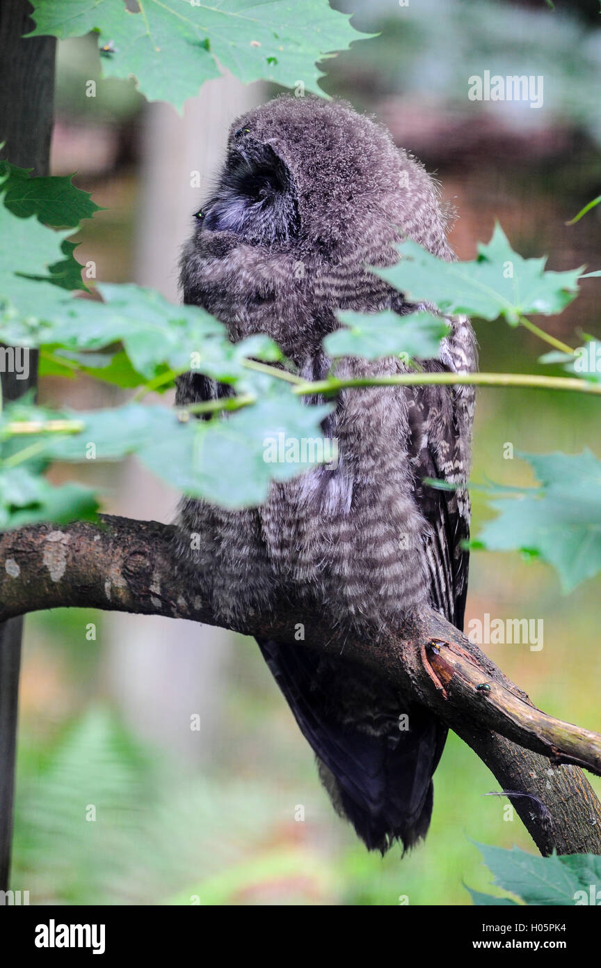 La Svezia. La Svezia. Nordens Ark (Arca del Nord) è uno zoo in Bohuslän. Il grande gufo grigio è Svezia uno dei più grandi struzzi. Foto Stock