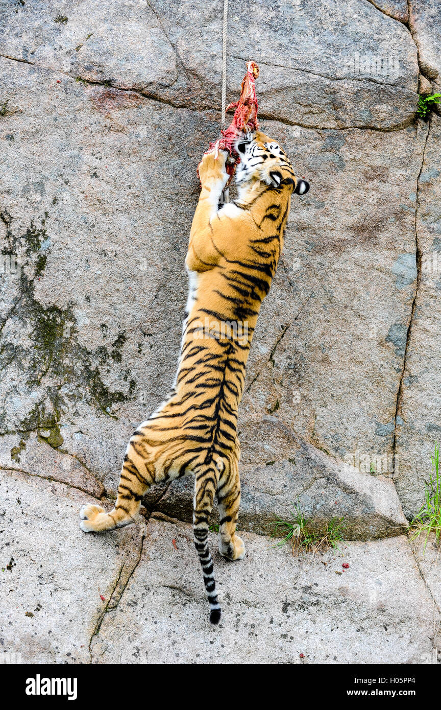 La Svezia. Nordens Ark (Arca del Nord) è uno zoo in Bohuslän. La tigre di Amur è noto anche con il nome di tigre siberiana. Foto Stock