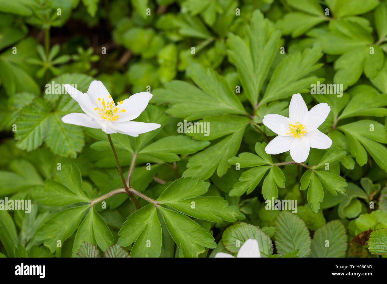 Legno (anemone Anemone nemorosa ,) fiori che crescono nel bosco in primavera in Inghilterra, Regno Unito Foto Stock