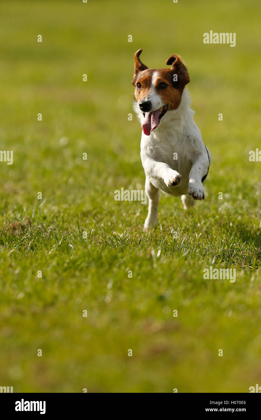 Un Jack Russell corre in autunno mostra e Fiera di gioco 2015 a Southampton, WEST SUSSEX REGNO UNITO, venerdì 4 ottobre 2015. Foto : © L Foto Stock