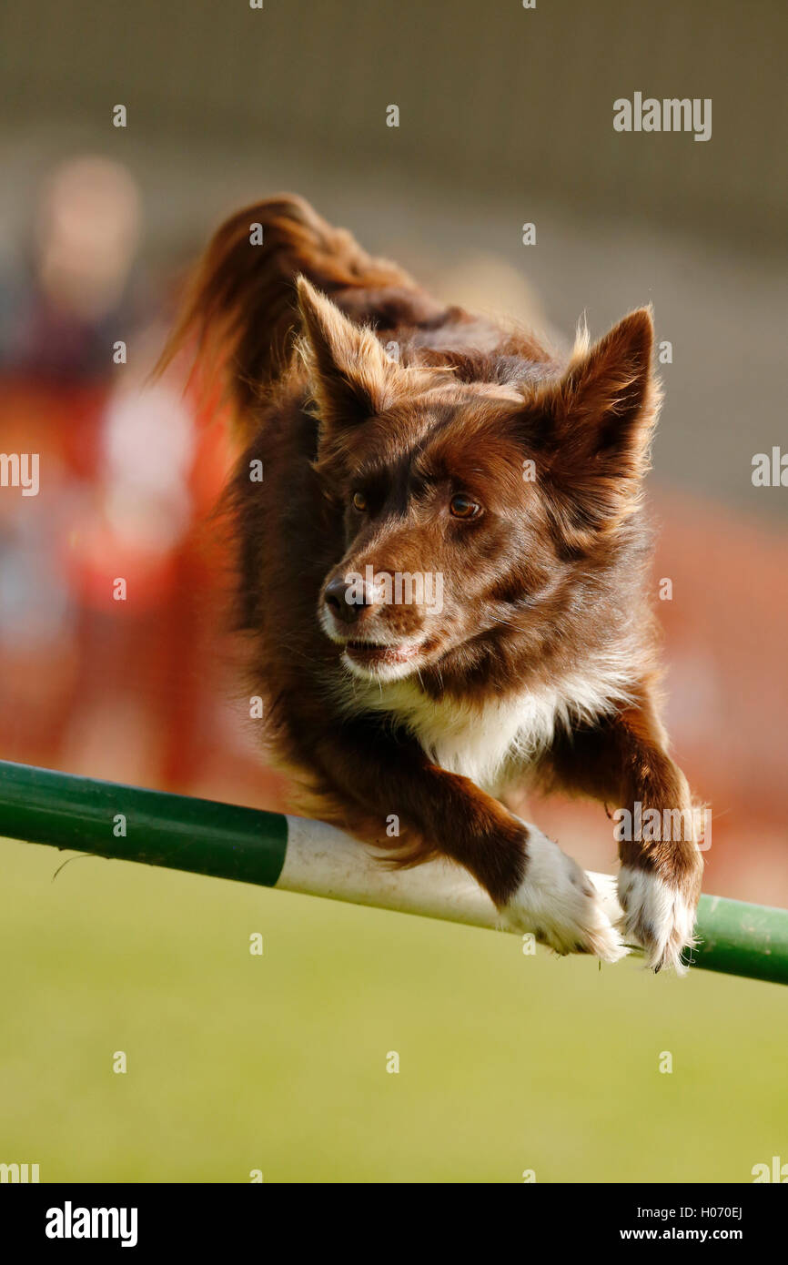 Un rosso collie cross compete nel cane da lavoro dog agilità concorso in autunno mostra e Fiera di gioco a Southampton, West Sussex Foto Stock