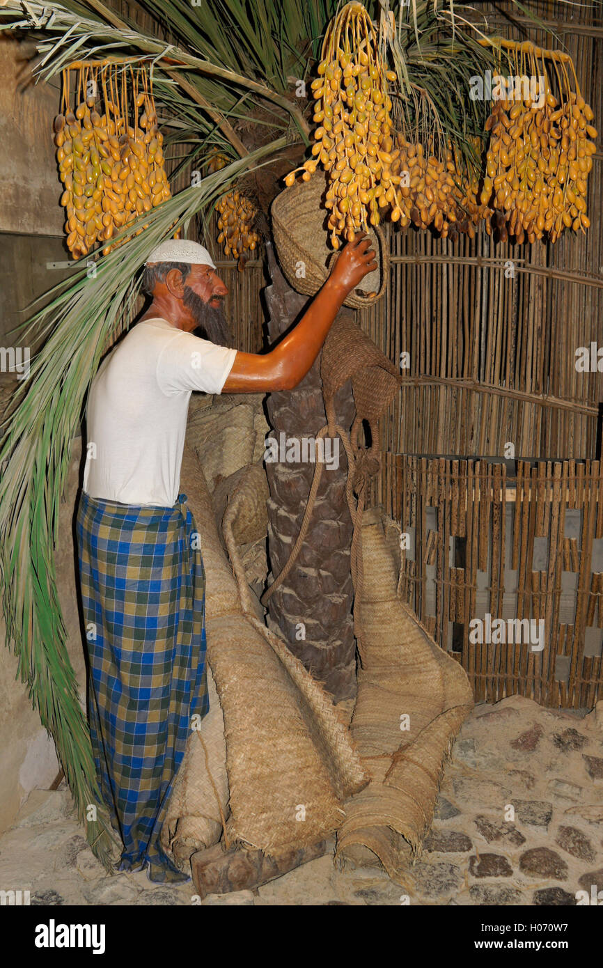 Man Picking date da Palm tree, presentano in Hatta Heritage Village, Dubai, Emirati Arabi Uniti Foto Stock