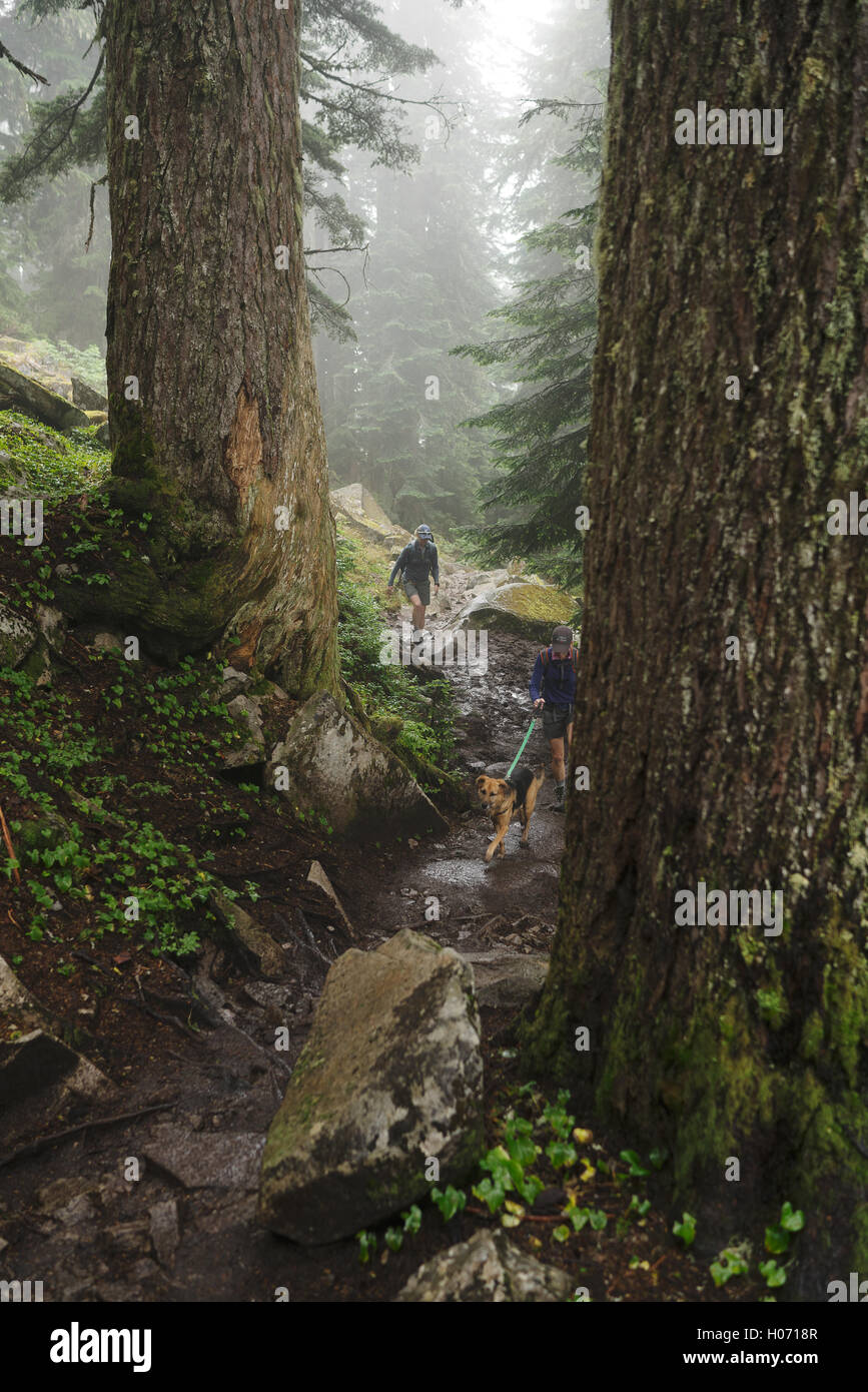 Gli escursionisti trekking attraverso la foresta in Mount Pilchuck stato parco vicino Seattle, Washington Foto Stock