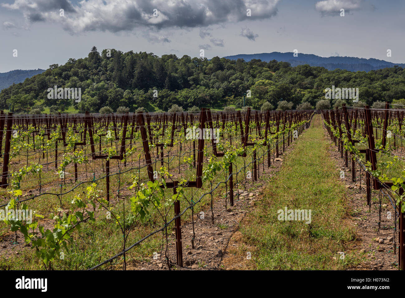 Vigneto, Paraduxx Cantina, Yountville, Napa Valley, California, Stati Uniti, America del Nord Foto Stock