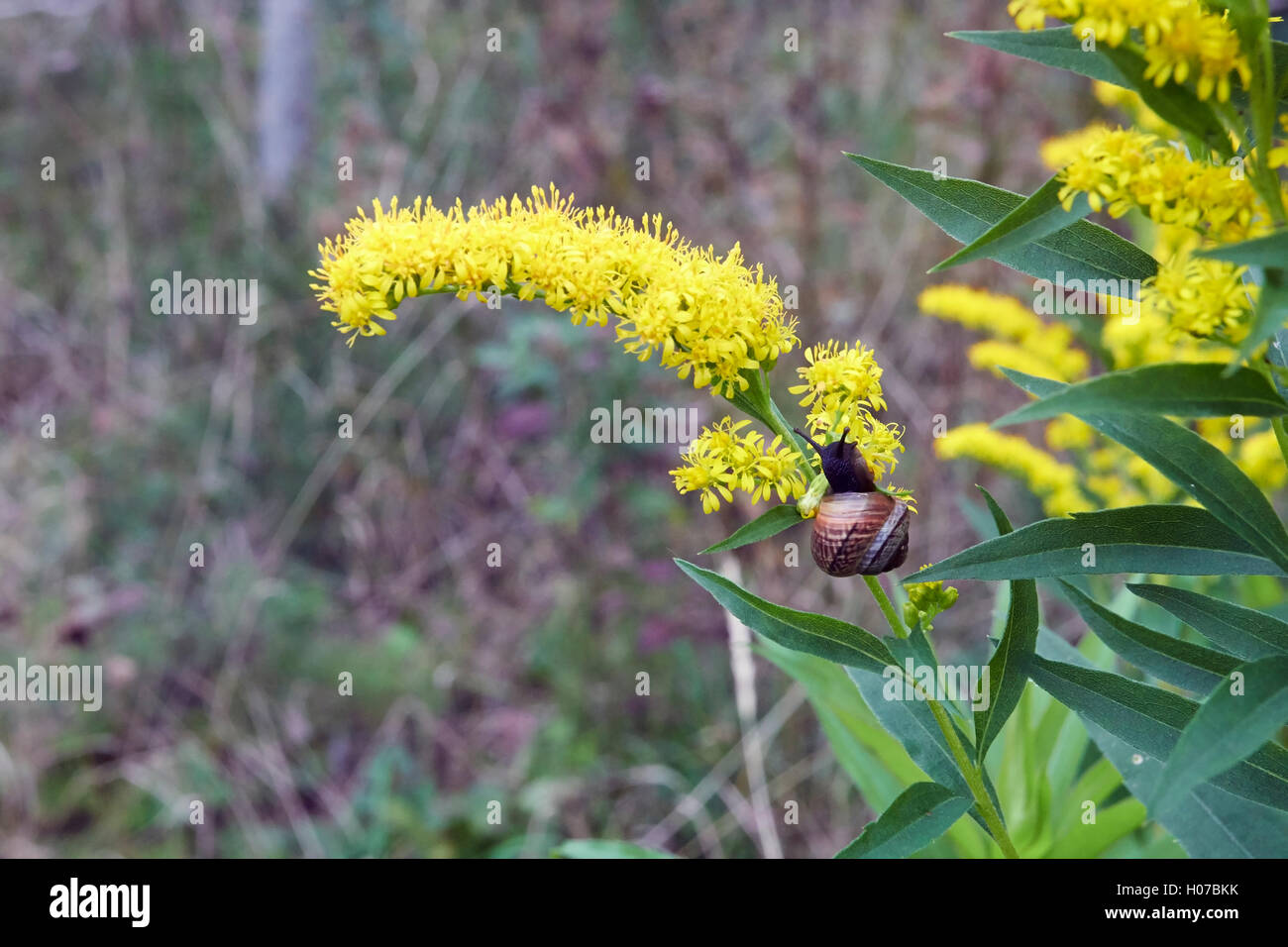 Arianta arbustorum, lumaca sul fiore oro, Finlandia Foto Stock