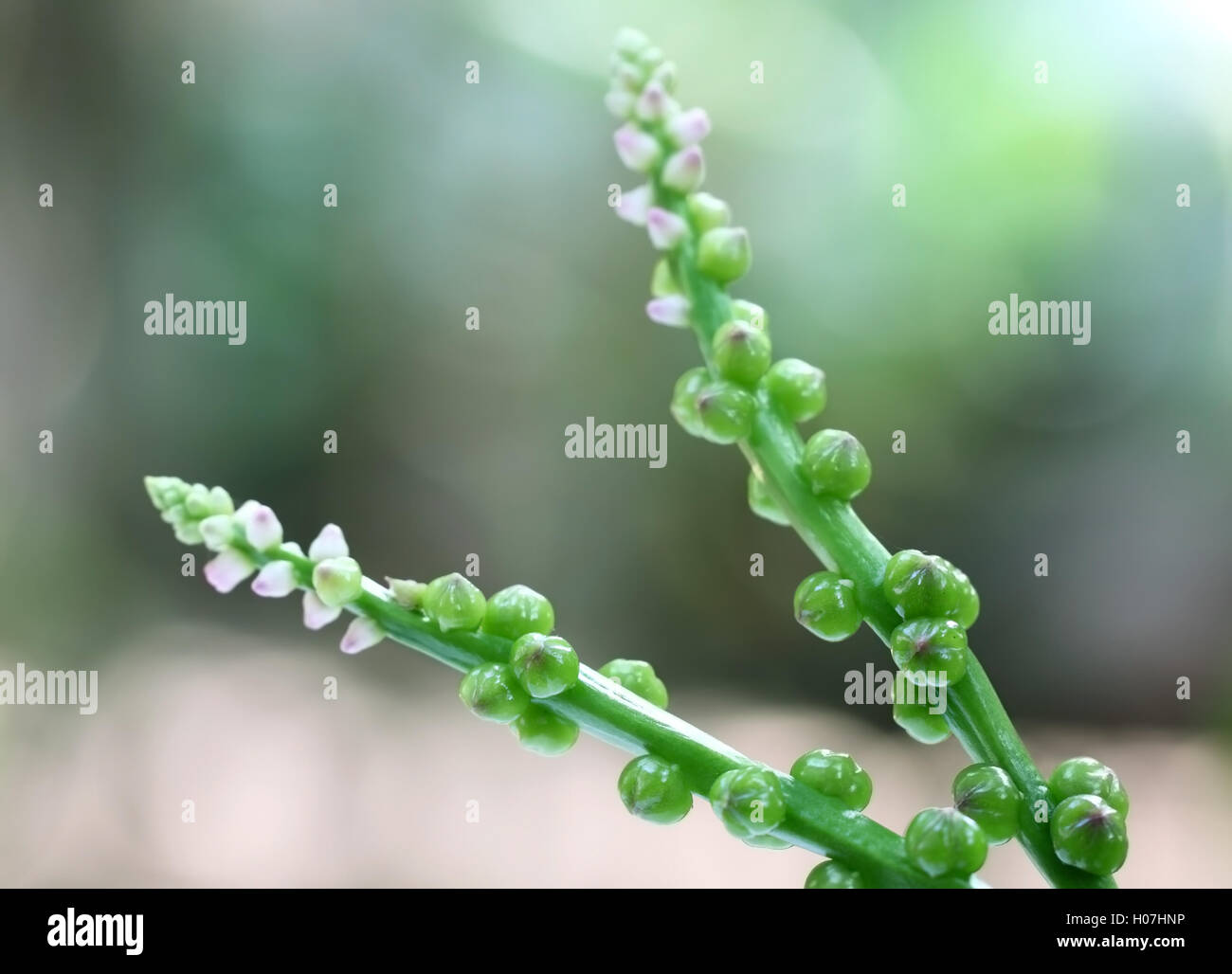 Fiori commestibili della Basella Foto Stock