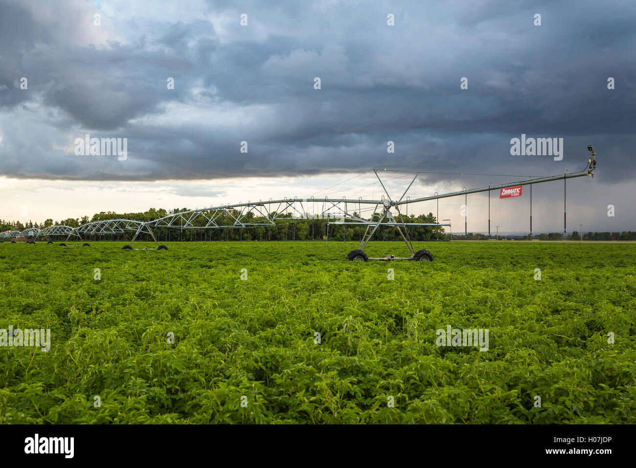Circolare di impianti di irrigazione su un campo di patate vicino Winkler, Manitoba, Canada. Foto Stock