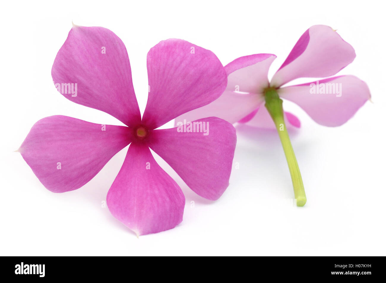 Catharanthus roseus Foto Stock