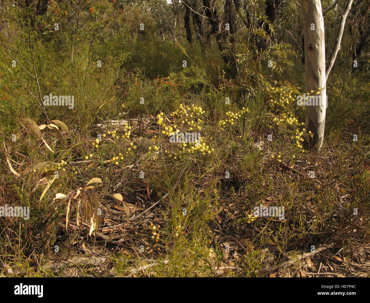 Fiori selvatici sul percorso per Walls Lookout, Blue Mountains, New South Wales, Australia Foto Stock