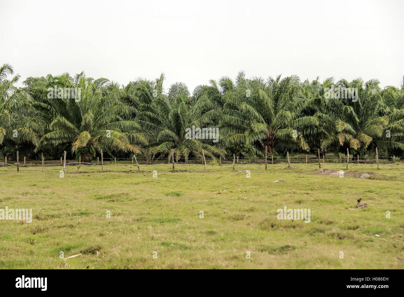 Palm monocotiledoni nella famiglia Arecaceae famiglia è il più grande impianto francese di impianto di estrazione di economia del carburante. Foto Stock