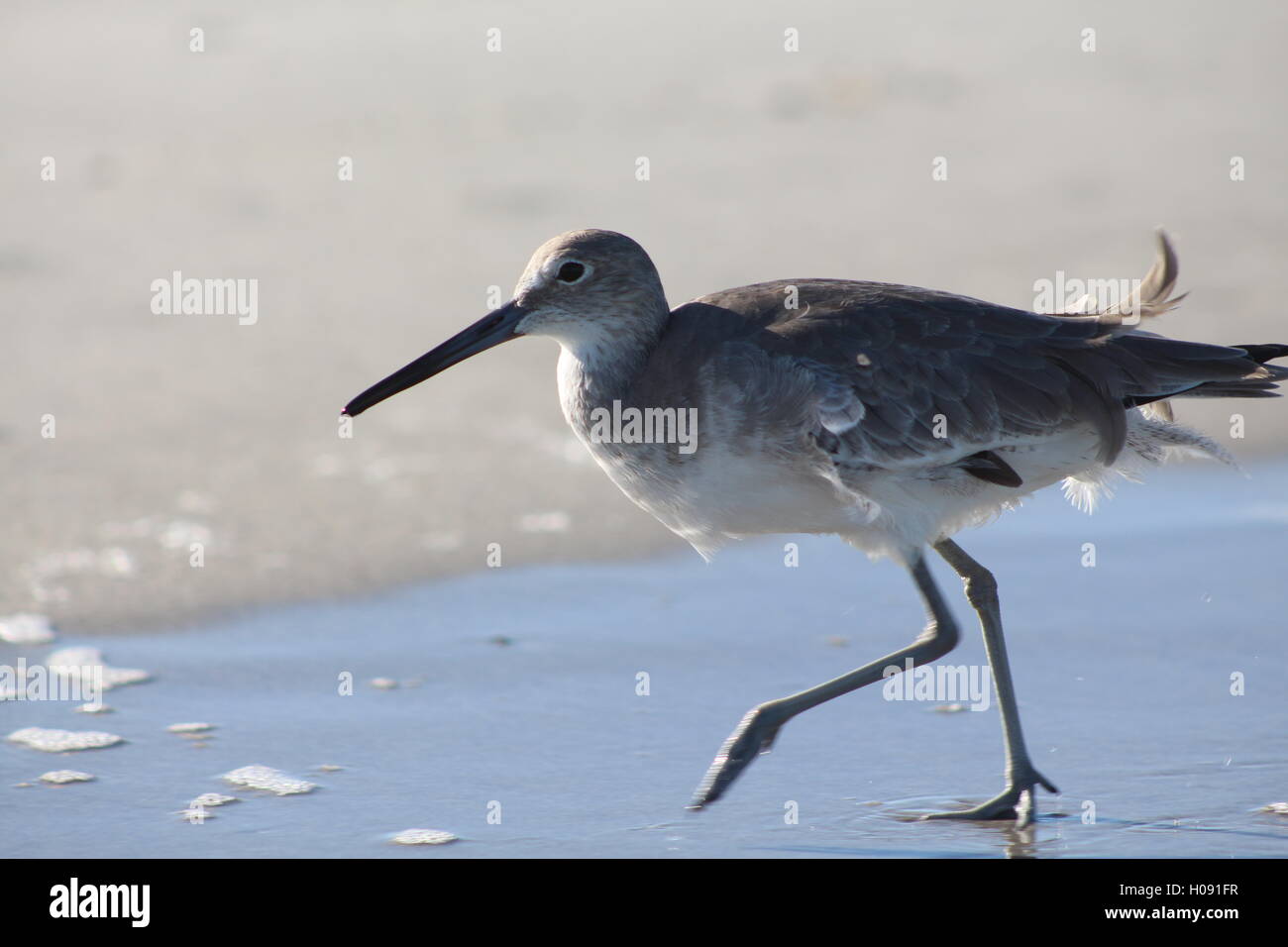 Bella Willet camminando sulla riva, vento increspato le piume di coda, marrone chiaro, acqua, Natura, spiaggia Foto Stock