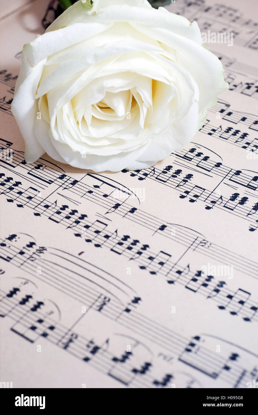 La rosa bianca e musica foglio - immagine per la copertina del libro Foto Stock