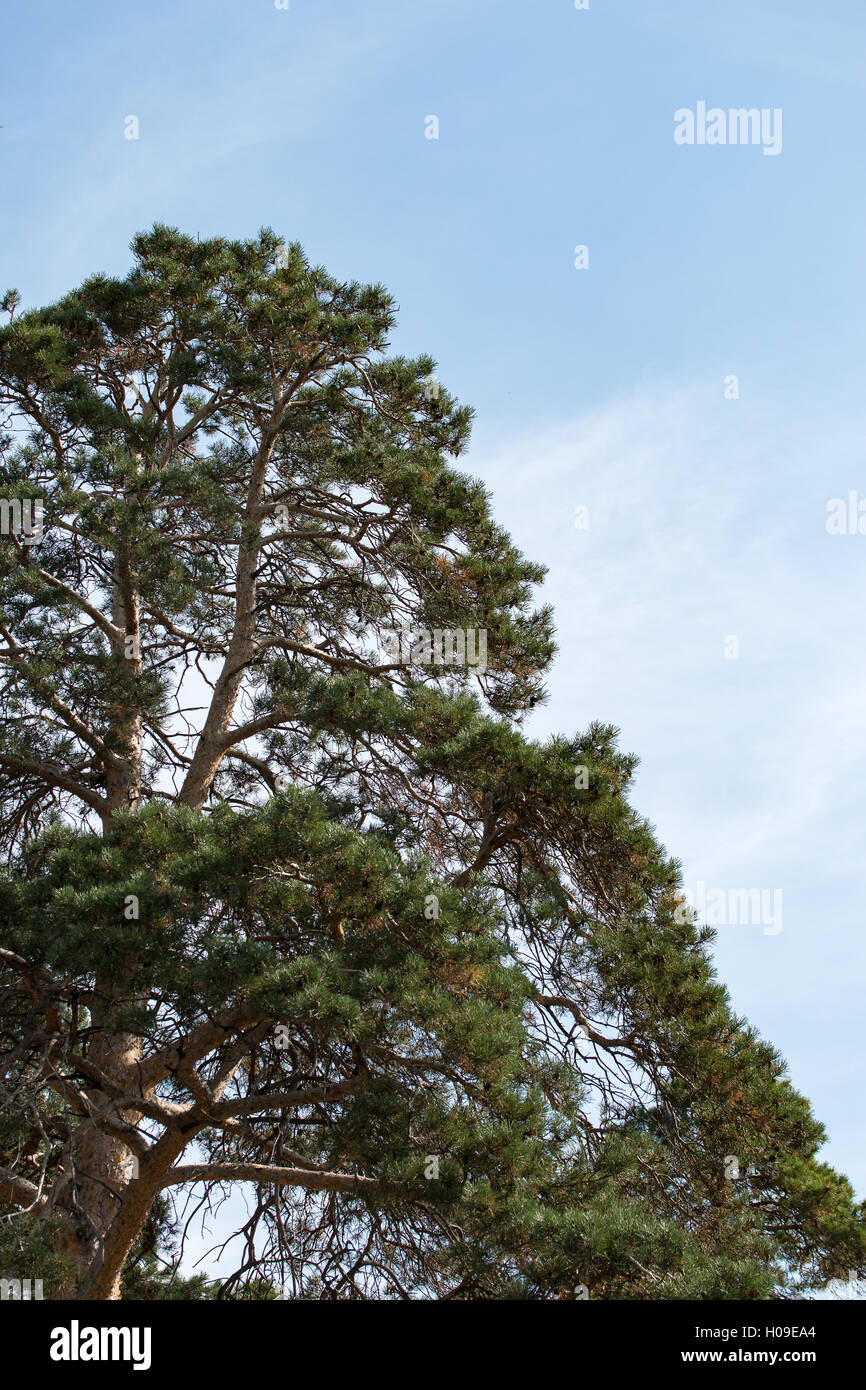 Grande sempreverde Pino su uno sfondo di cielo blu chiaro Foto Stock