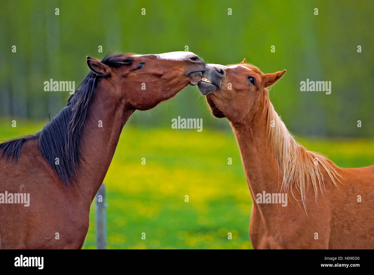 I tuoi amici: Golfo Arabico e castagno kissing, riproduzione Foto Stock