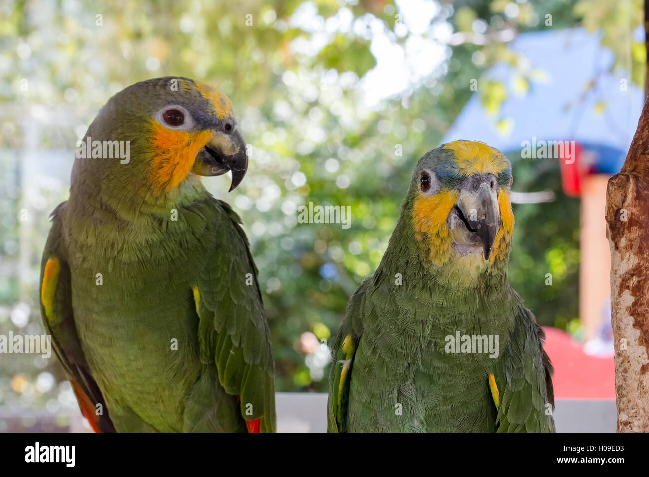 Due dei pappagalli verdi su uno sfondo verde delle foglie Foto Stock