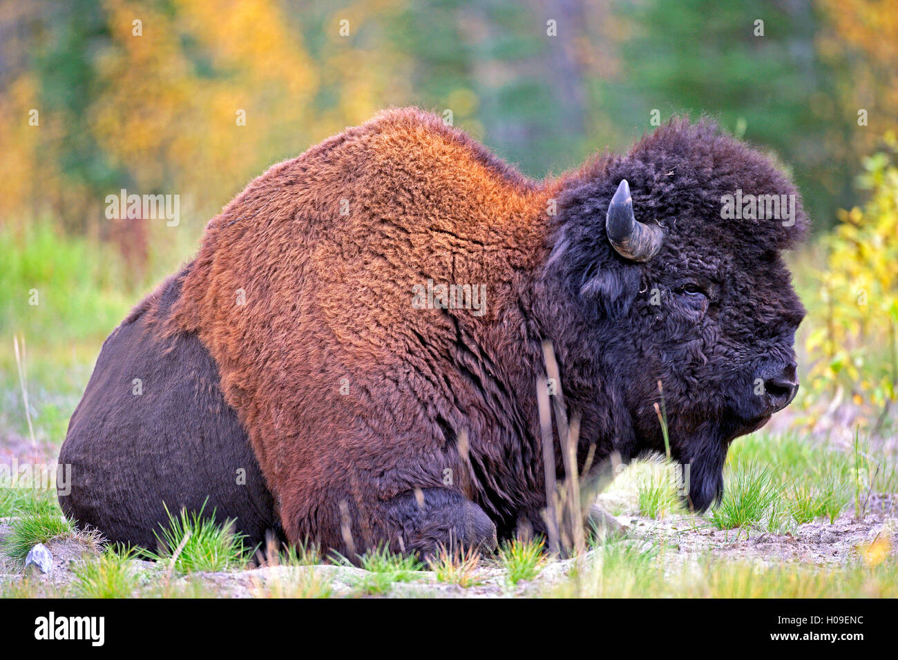 Ritratto di legno Bison Bull in appoggio in prato, Yukon Territory , Canada Foto Stock