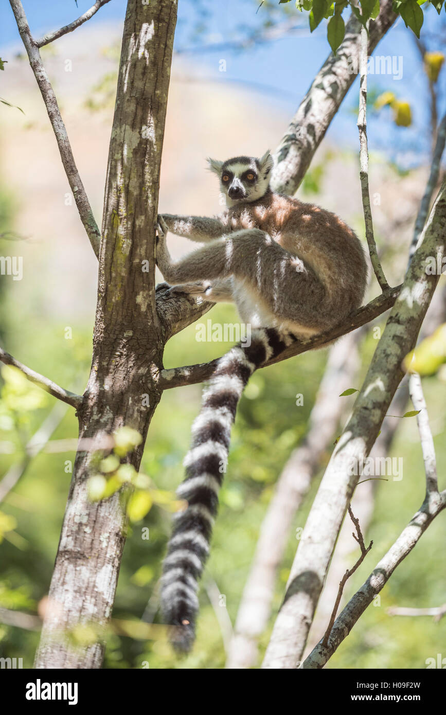 Anello-tailed lemur (Lemur catta), Isalo National Park, Regione di Ihorombe, a sud-ovest del Madagascar, Africa Foto Stock