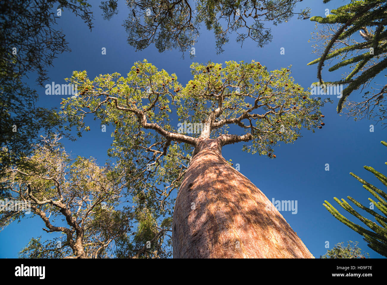 Baobab nella foresta spinosa, Parc Mosa un Mangily, Ifaty, Sud Ovest del Madagascar, Africa Foto Stock