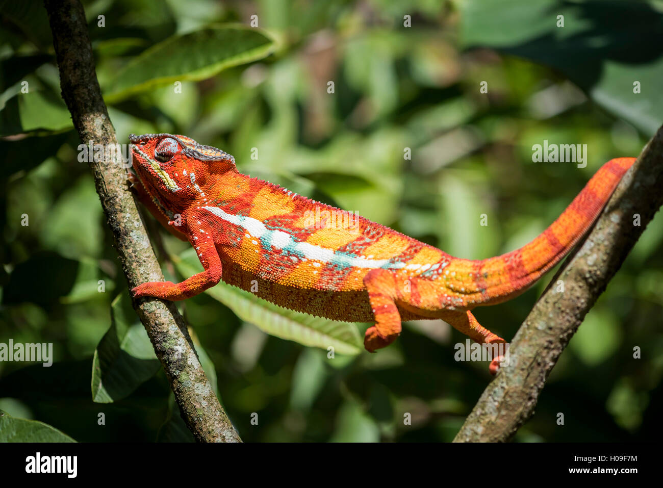Red panther chameleon (Furcifer pardalis), endemica del Madagascar, Africa Foto Stock
