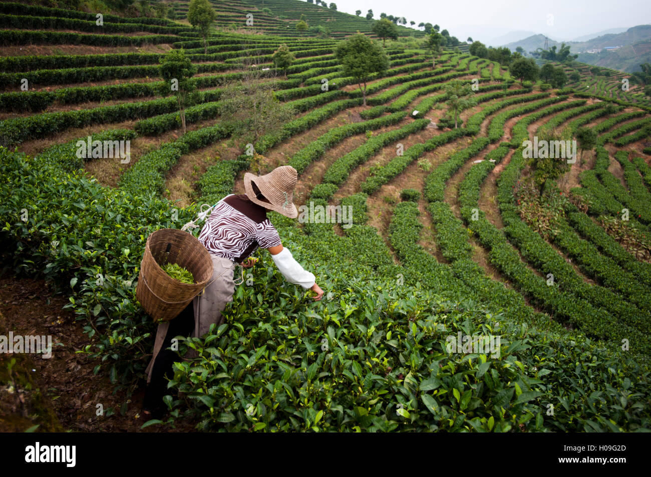 Una donna raccoglie le foglie di tè su un Puer tea break nella provincia di Yunnan in Cina, Asia Foto Stock