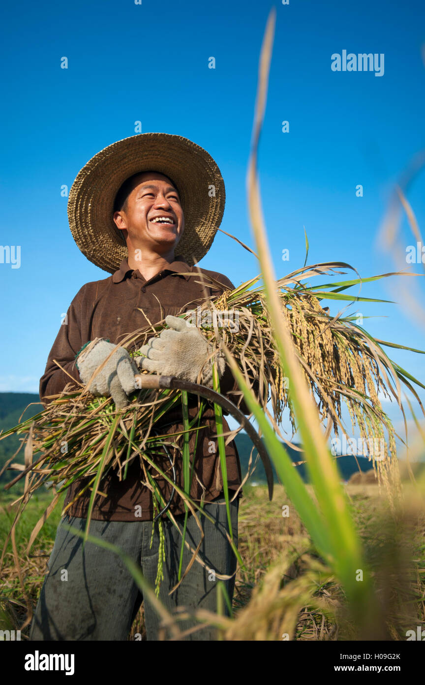 Un uomo detiene un fascio di appena raccolto di riso nel sud della provincia di Yunnan in Cina, Asia Foto Stock