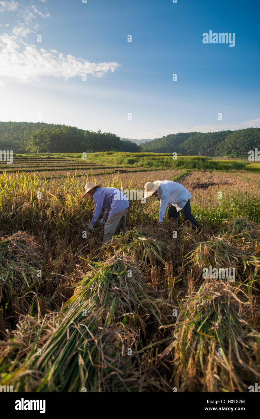 Gli agricoltori la mietitura del riso nel sud della provincia di Yunnan in Cina, Asia Foto Stock