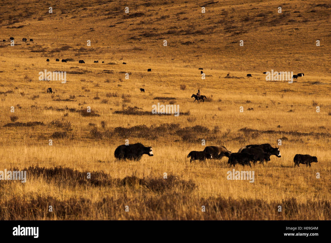 Yak al pascolo su di una vasta apertura rangelands sul bordo dell'altopiano tibetano nella provincia di Sichuan, in Cina, Asia Foto Stock
