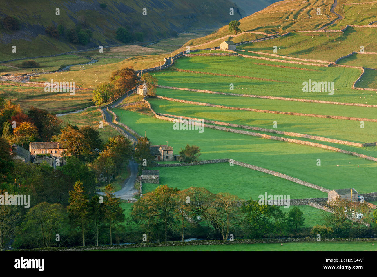 La mattina presto luce sui muri in pietra a secco e i campi, Yorkshire Dales villaggio di Arncliffe, North Yorkshire, Yorkshire, Regno Unito Foto Stock