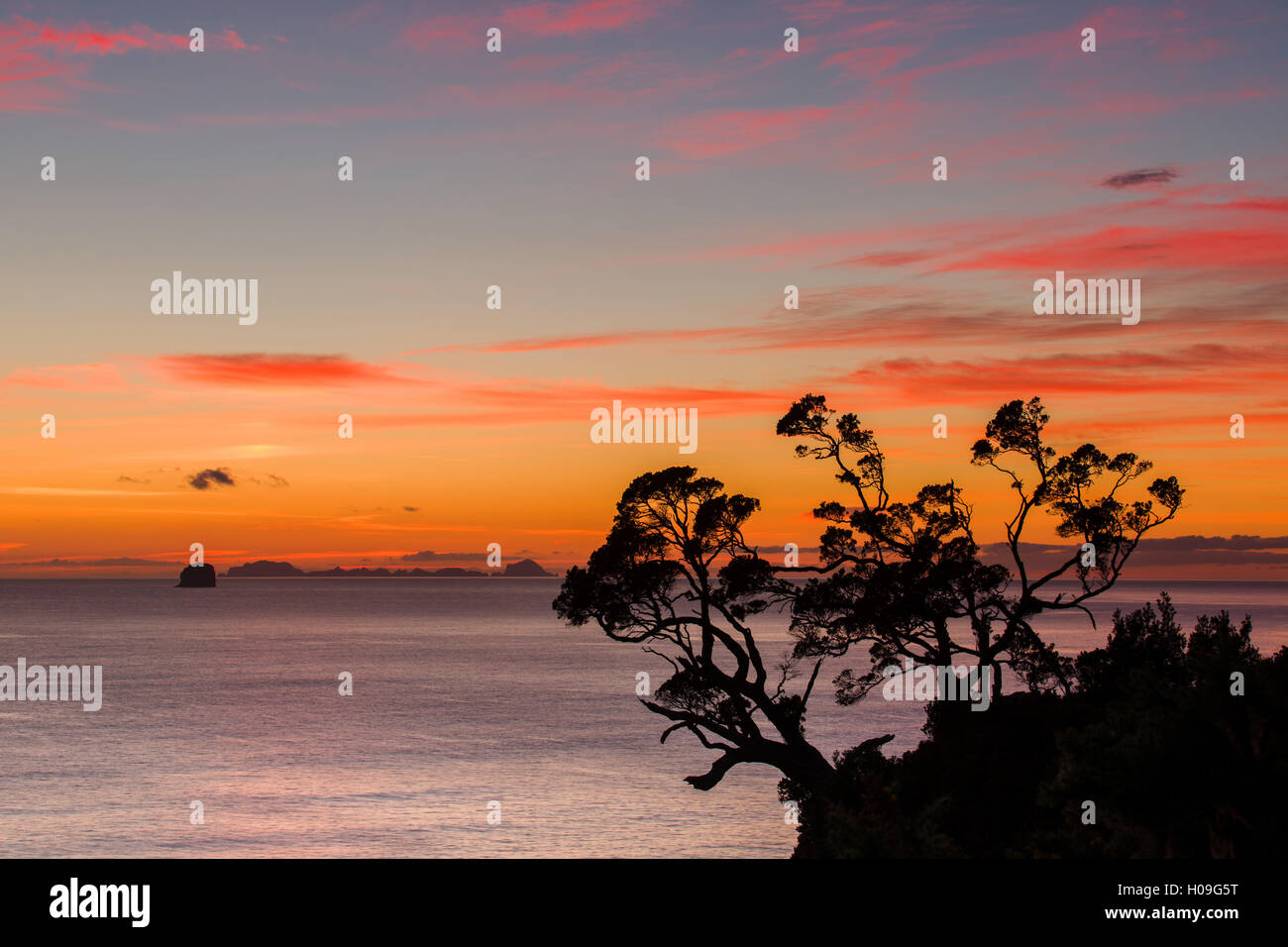 Un alba cielo sopra l'Assessore isole del Sud Pacifico, Waikato, Isola del nord, Nuova Zelanda Foto Stock