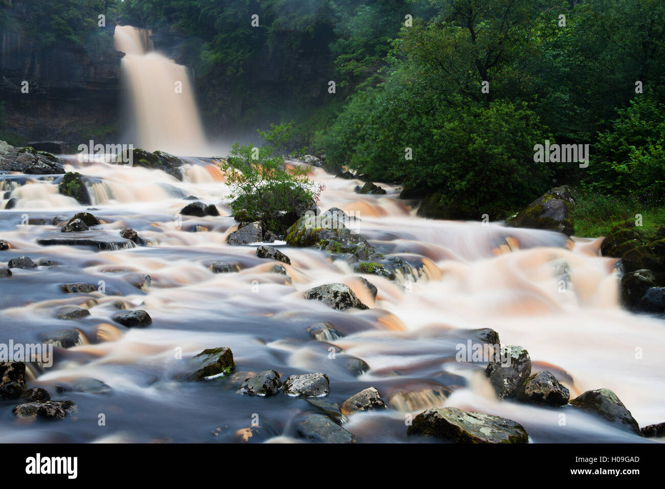 Thornton vigore nel flusso completo come il fiume Twiss cascate giù rocce e alberi, North Yorkshire, Yorkshire, Inghilterra, Regno Unito Foto Stock