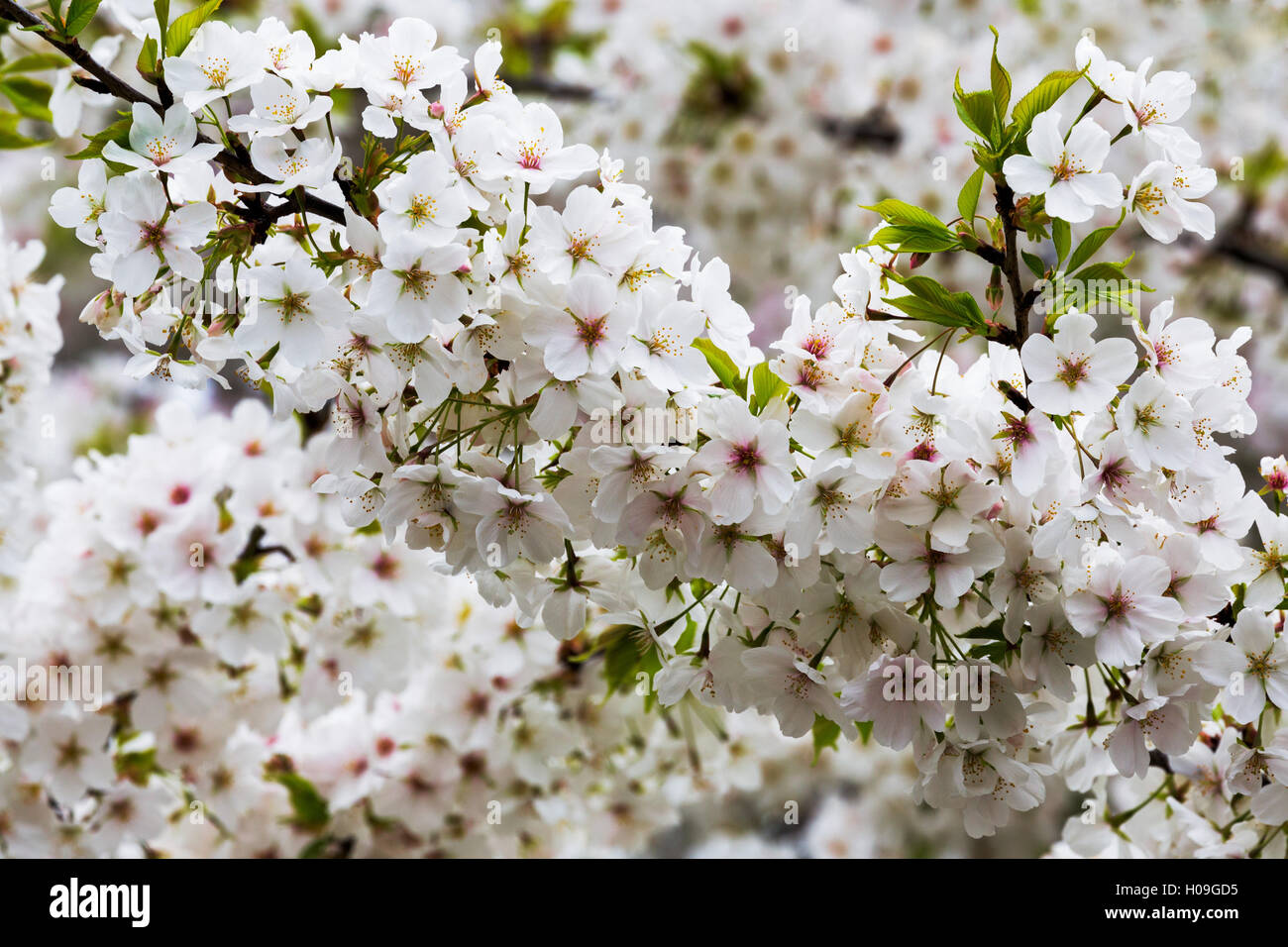 Bella la fioritura dei ciliegi in fiore a Tokyo Imperial Palace East giardini, Tokyo, Giappone, Asia Foto Stock