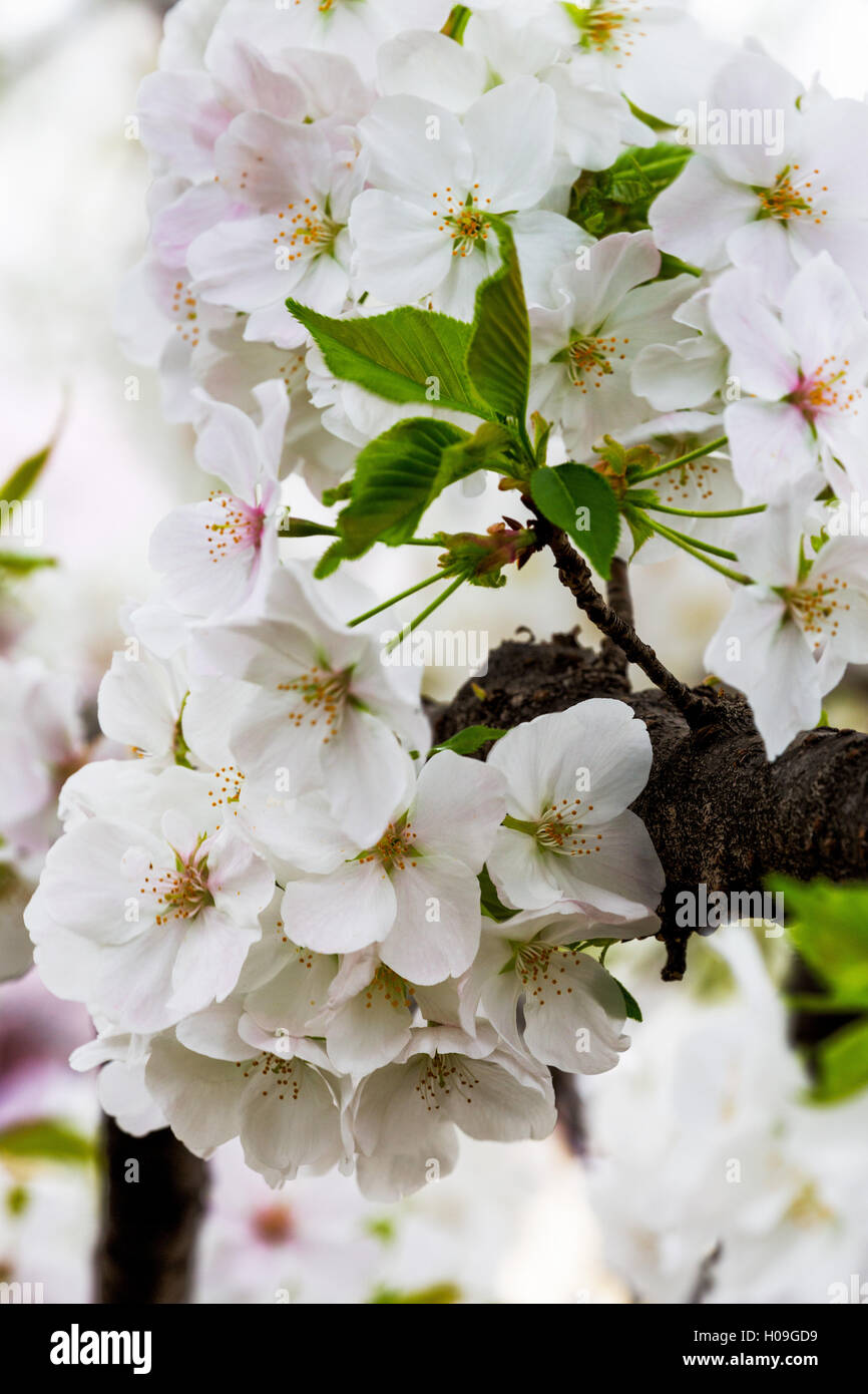 Bella la fioritura dei ciliegi in fiore a Tokyo Imperial Palace East giardini, Tokyo, Giappone, Asia Foto Stock